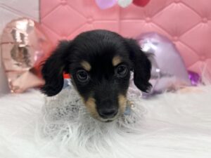 岡山県のハーフ犬・ミックス犬 (アミーゴ岡南店/2025年1月27日生まれ/男の子/ブラックタン)の子犬