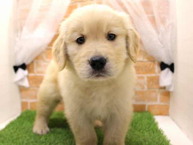 兵庫県のゴールデンレトリバー (アミーゴ三田店/2025年2月9日生まれ/男の子/ゴールド)の子犬