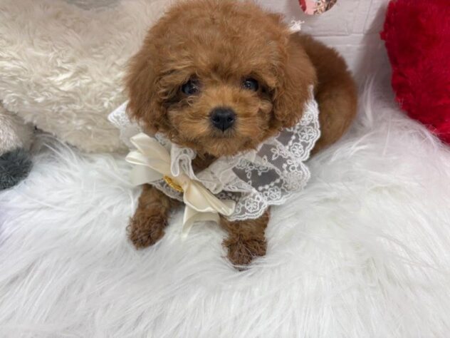 岡山県のトイプードル(トイ) (アミーゴ岡南店/2025年2月21日生まれ/女の子/レッドフォーン)の子犬