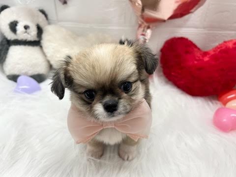 岡山県のハーフ犬・ミックス犬 (アミーゴ岡南店/2025年2月20日生まれ/女の子/フォーンホワイト)の子犬