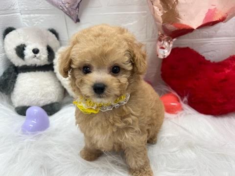 岡山県のトイプードル(トイ) (アミーゴ岡南店/2025年2月17日生まれ/男の子/オレンジフォーン)の子犬