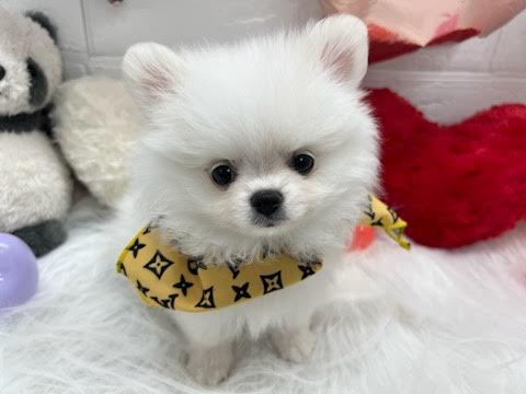 岡山県のハーフ犬・ミックス犬 (アミーゴ岡南店/2025年2月17日生まれ/女の子/ホワイト)の子犬
