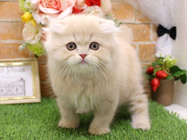 兵庫県のハーフ猫・ミックス猫 (アミーゴ三田店/2025年2月12日生まれ/男の子/クリームタビー)の子猫