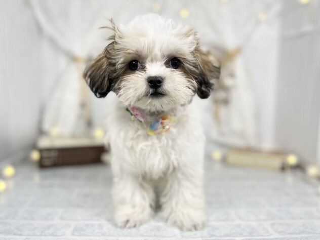 香川県のハーフ犬・ミックス犬 (アミーゴ屋島店/2025年1月10日生まれ/女の子/ゴールドホワイト)の子犬
