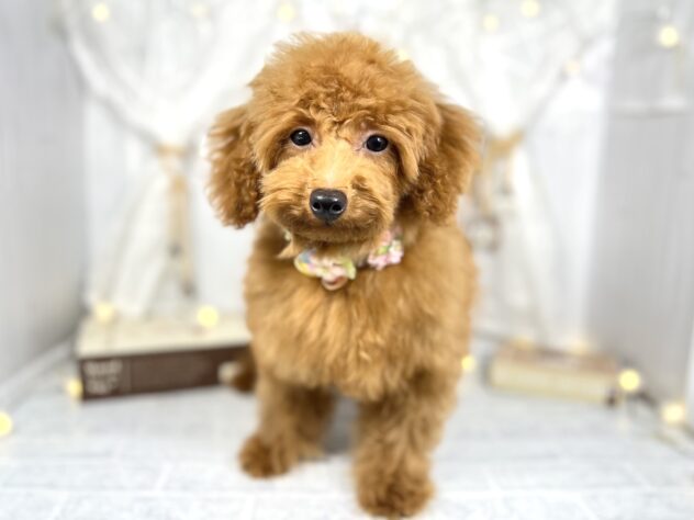 香川県のトイプードル(トイ) (アミーゴ屋島店/2024年12月5日生まれ/女の子/レッドフォーン)の子犬