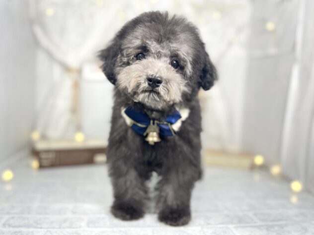 香川県のトイプードル(トイ) (アミーゴ屋島店/2025年1月9日生まれ/男の子/グレー)の子犬