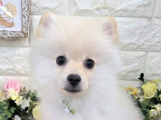 兵庫県のポメラニアン (アミーゴ姫路花田店/2024年12月6日生まれ/男の子/クリーム)の子犬