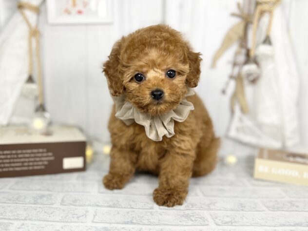 香川県のトイプードル(トイ) (アミーゴ屋島店/2025年2月20日生まれ/女の子/02 レッド系)の子犬