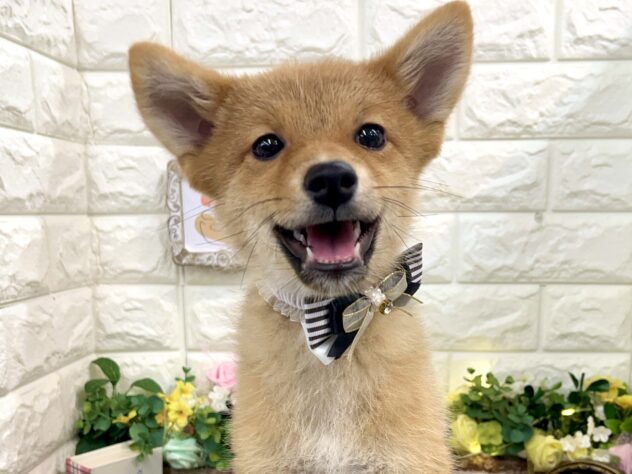 兵庫県のハーフ犬・ミックス犬 (アミーゴ姫路花田店/2024年12月22日生まれ/男の子/赤)の子犬