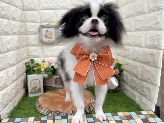 兵庫県の狆 (アミーゴ姫路花田店/2024年11月7日生まれ/男の子/白黒)の子犬