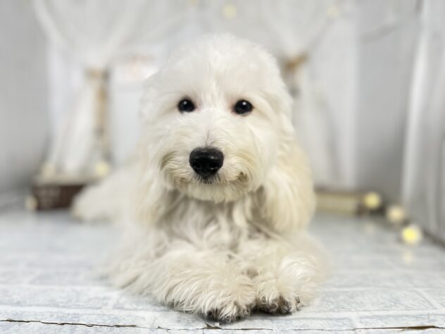 香川県のハーフ犬・ミックス犬 (アミーゴ屋島店/2024年9月30日生まれ/男の子/クリーム)の子犬
