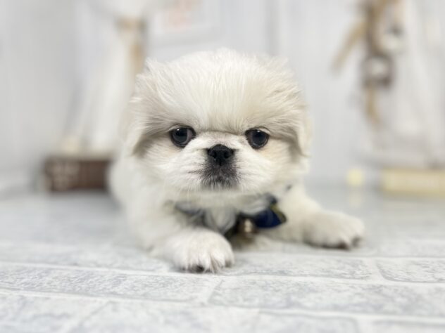香川県のペキニーズ (アミーゴ屋島店/2025年2月23日生まれ/男の子/パーティーカラー)の子犬