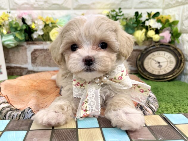 兵庫県のハーフ犬・ミックス犬 (アミーゴ姫路花田店/2025年2月28日生まれ/女の子/クリーム)の子犬