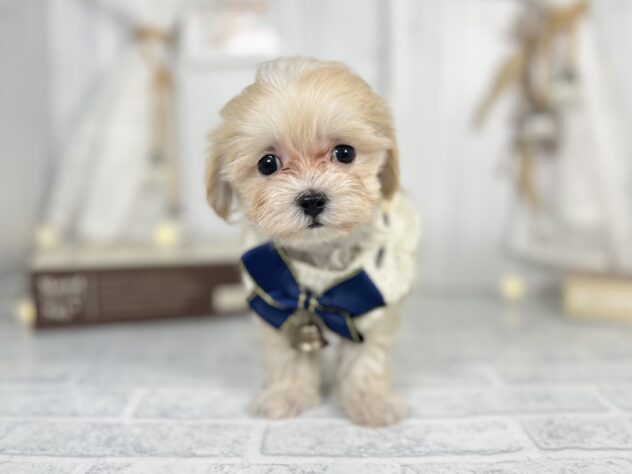 2025年2月28日生まれのハーフ犬・ミックス犬