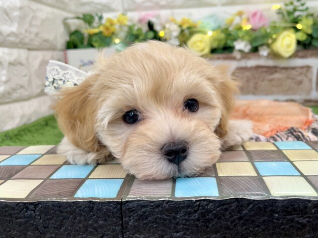 兵庫県のハーフ犬・ミックス犬 (アミーゴ姫路花田店/2025年2月28日生まれ/男の子/クリーム)の子犬