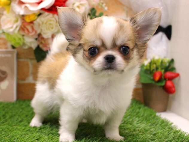 兵庫県のチワワ(ロング) (アミーゴ三田店/2025年2月26日生まれ/男の子/フォーンホワイト)の子犬