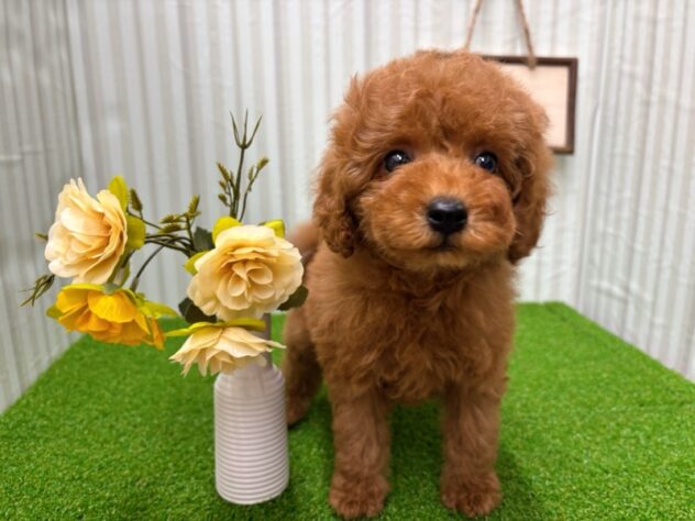 岡山県のトイプードル(トイ) (アミーゴ倉敷店/2025年2月9日生まれ/女の子/レッドフォーン)の子犬