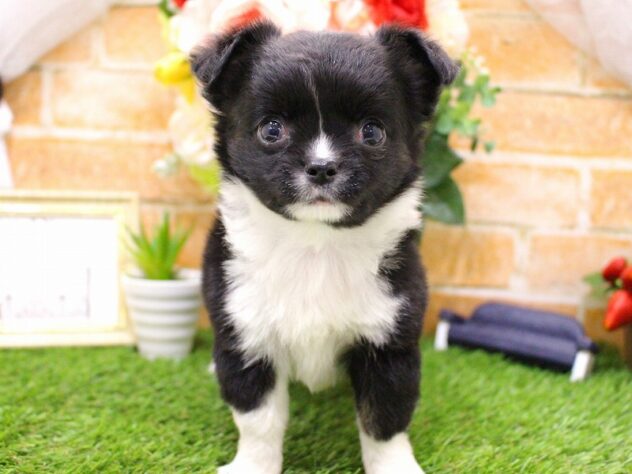 兵庫県のチワワ(ロング) (アミーゴ三田店/2025年2月22日生まれ/女の子/ブラックホワイト)の子犬