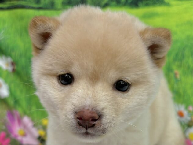和歌山県の豆柴 (アミーゴ和歌山太田店/2025年2月15日生まれ/女の子/白)の子犬
