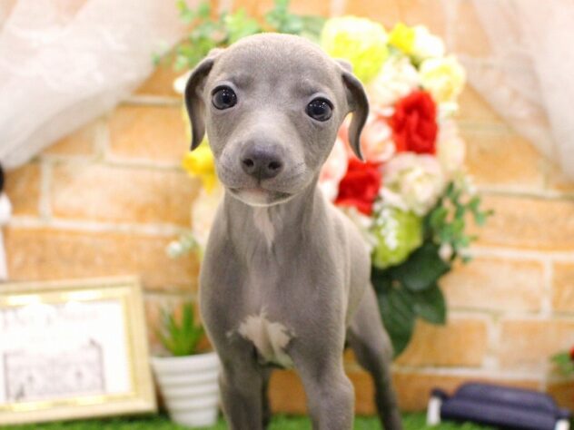 兵庫県のイタリアングレーハウンド (アミーゴ三田店/2025年2月22日生まれ/女の子/ブルーホワイト)の子犬