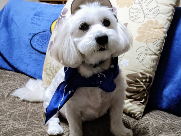 モカ