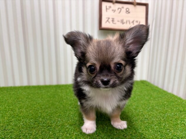 岡山県のチワワ(ロング) (アミーゴ倉敷店/2025年2月25日生まれ/男の子/レッドホワイト)の子犬