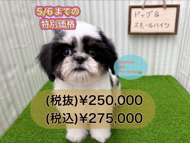 岡山県のシーズー (アミーゴ倉敷店/2025年1月1日生まれ/女の子/ホワイトブラックタン)の子犬
