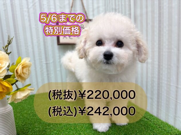 岡山県のハーフ犬・ミックス犬 (アミーゴ倉敷店/2025年1月19日生まれ/女の子/ホワイト)の子犬