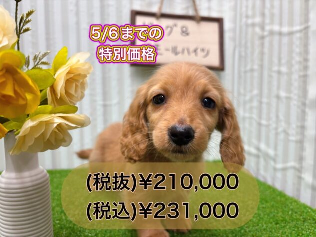 岡山県のミニチュアダックスフンド(ロング) (アミーゴ倉敷店/2025年1月19日生まれ/男の子/ゴールド)の子犬
