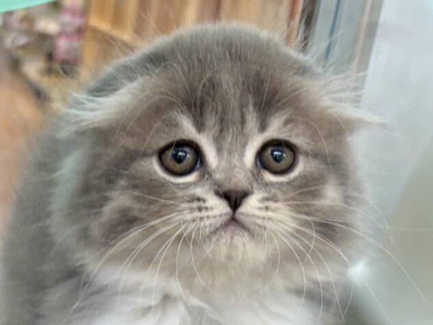 和歌山県のハーフ猫・ミックス猫 (アミーゴ和歌山太田店/2025年2月14日生まれ/女の子/ブルータビーホワイト)の子猫