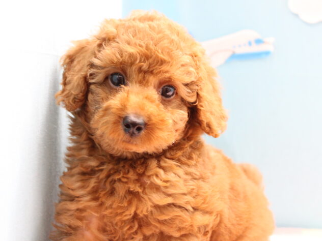 愛媛県のトイプードル(トイ) (アミーゴ今治店/2025年1月29日生まれ/男の子/レッド)の子犬