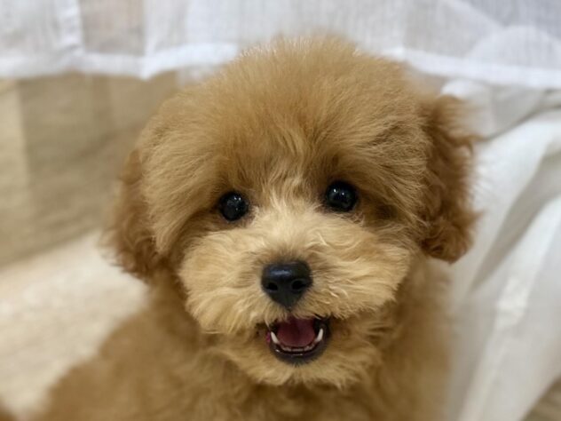高知県のトイプードル(トイ) (アミーゴ高知店/2024年12月14日生まれ/女の子/レッド)の子犬