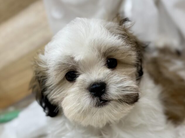 高知県のハーフ犬・ミックス犬 (アミーゴ高知店/2025年1月10日生まれ/女の子/ホワイトゴールド)の子犬