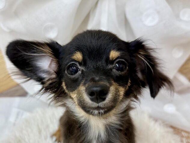 高知県のハーフ犬・ミックス犬 (アミーゴ高知店/2024年11月24日生まれ/男の子/ブラックタン)の子犬