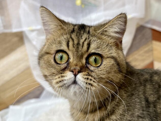 高知県のエキゾチックショートヘアー (アミーゴ高知店/2024年8月28日生まれ/男の子/ブラウンマッカレルタビー)の子猫