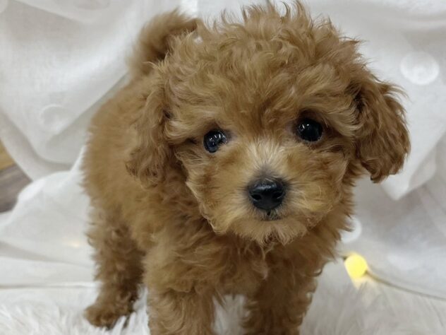 高知県のトイプードル(トイ) (アミーゴ高知店/2025年2月21日生まれ/男の子/レッドフォーン)の子犬