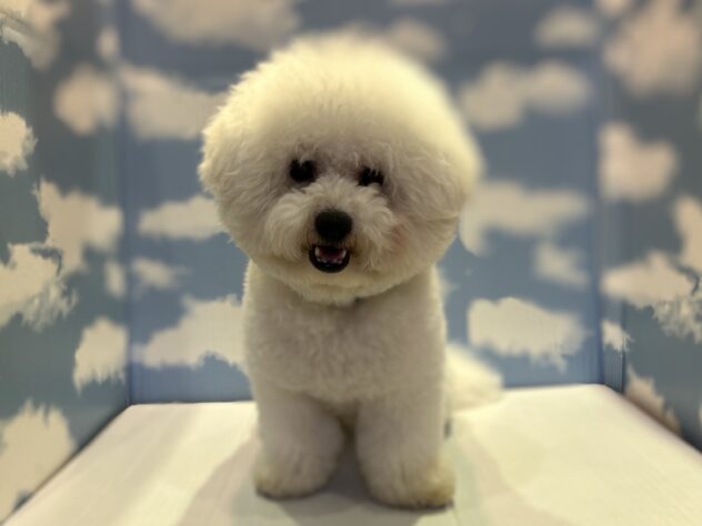 山形県のビションフリーゼ (アミーゴ山形北店/2024年7月30日生まれ/男の子/ホワイト)の子犬