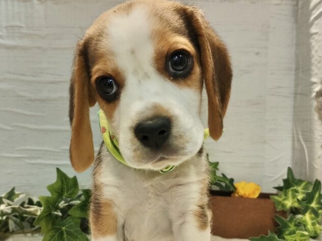 香川県のビーグル (アミーゴ丸亀店/2025年1月18日生まれ/男の子/ハウンドカラー)の子犬