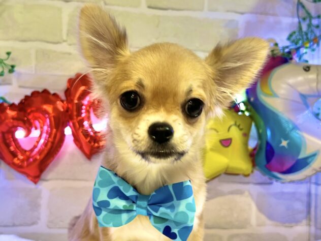 香川県のチワワ(ロング) (アミーゴ丸亀店/2024年10月18日生まれ/男の子/レッドホワイト)の子犬