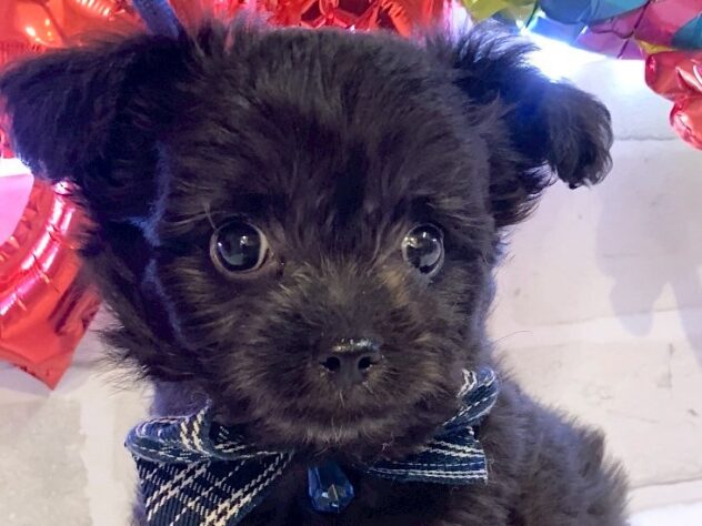 香川県のハーフ犬・ミックス犬 (アミーゴ丸亀店/2025年2月14日生まれ/男の子/シルバー)の子犬