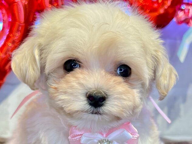 香川県のハーフ犬・ミックス犬 (アミーゴ丸亀店/2025年2月28日生まれ/女の子/クリーム)の子犬