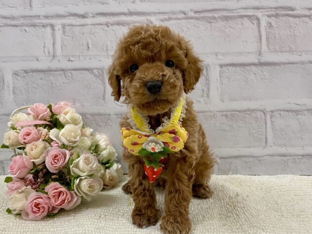山口県のトイプードル(トイ) (アミーゴ周南店/2025年2月27日生まれ/男の子/レッドフォーン)の子犬