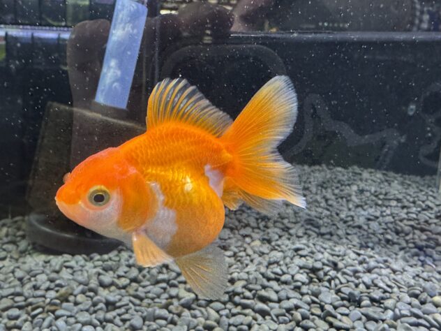 ハーフムーンオランダ | ペットワールド アミーゴ