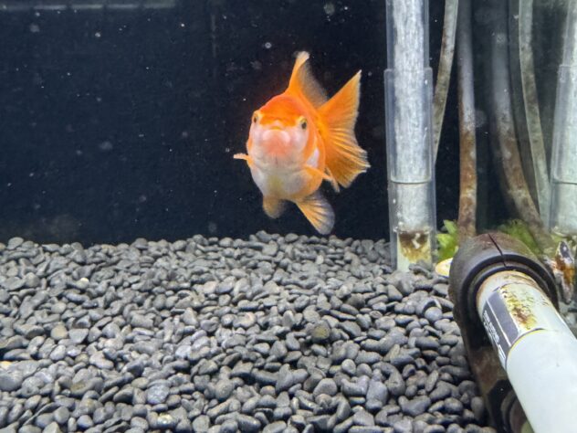 ハーフムーンオランダ | ペットワールド アミーゴ