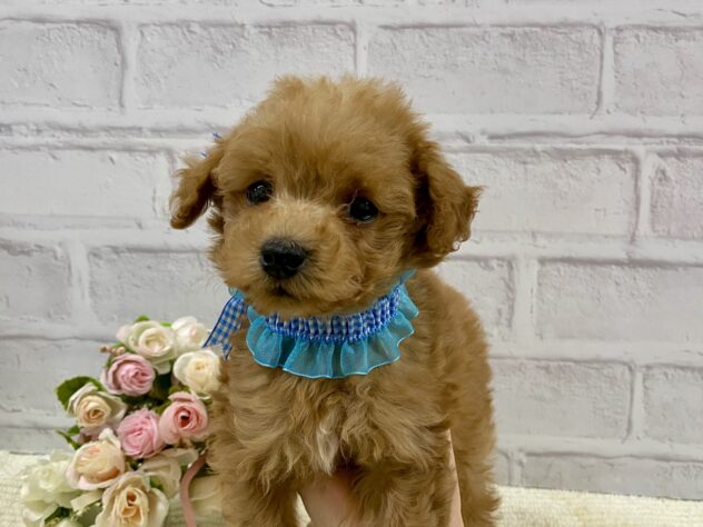 山口県のトイプードル(トイ) (アミーゴ周南店/2025年2月27日生まれ/男の子/レッドフォーン)の子犬