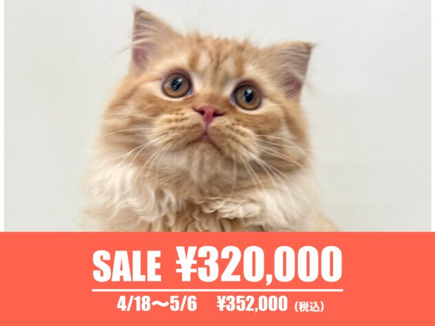 広島県のスコティッシュフォールド (アミーゴ東深津店/2024年12月7日生まれ/女の子/レッドタビー)の子猫