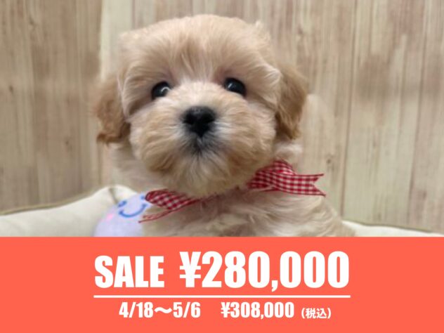 広島県のハーフ犬・ミックス犬 (アミーゴ東深津店/2024年12月23日生まれ/女の子/クリーム)の子犬
