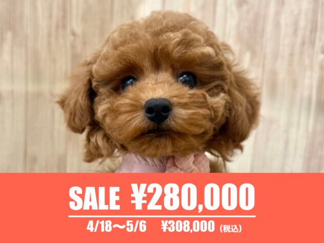 広島県のトイプードル(トイ) (アミーゴ東深津店/2025年1月3日生まれ/女の子/オレンジフォーン)の子犬