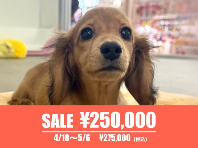 広島県のミニチュアダックスフンド(ロング) (アミーゴ東深津店/2024年11月23日生まれ/女の子/レッド)の子犬