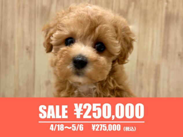 広島県のハーフ犬・ミックス犬 (アミーゴ東深津店/2025年2月1日生まれ/女の子/レッド)の子犬